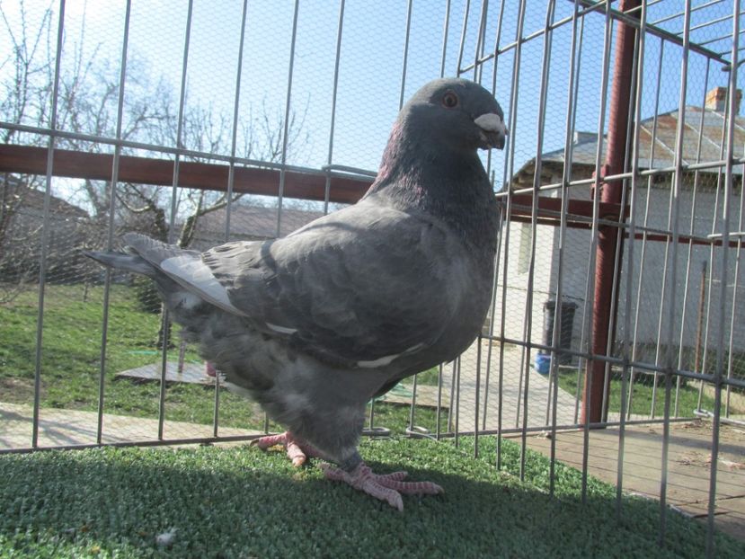 Mascul 2020 - Matca masculi 2021