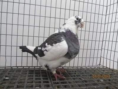 Femela 2015 - Matca femele 2021