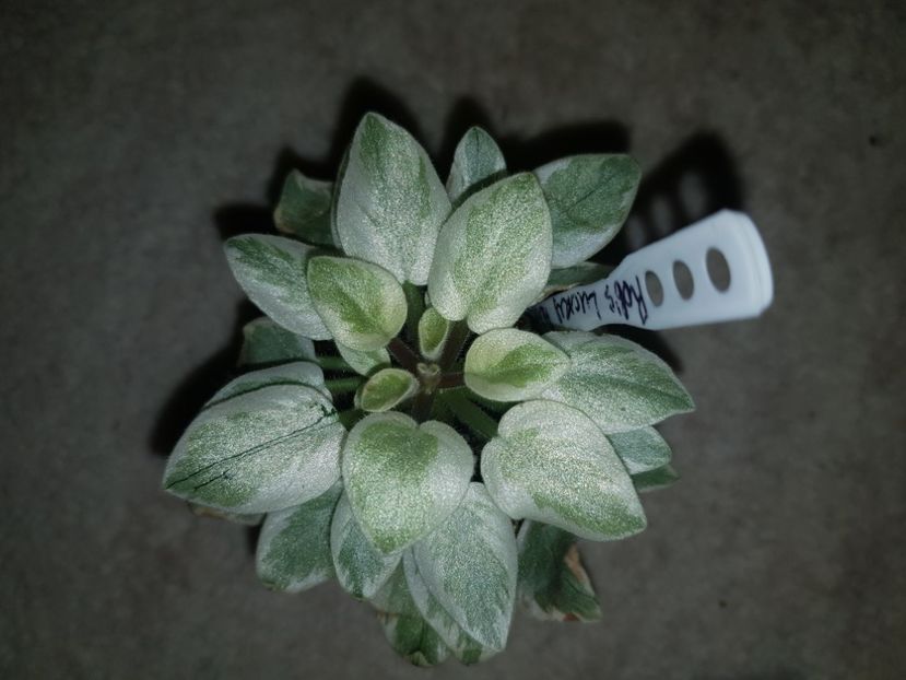 29.10.2020 - Rob s Lucky Penny