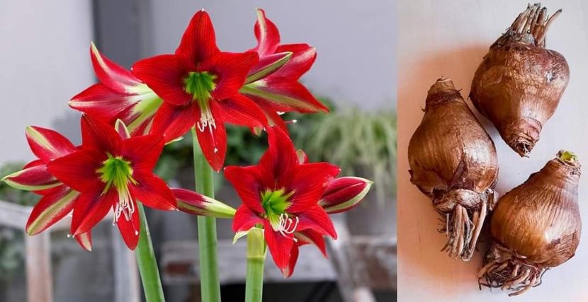 Amaryllis Red Beauty - Achizitii 2021