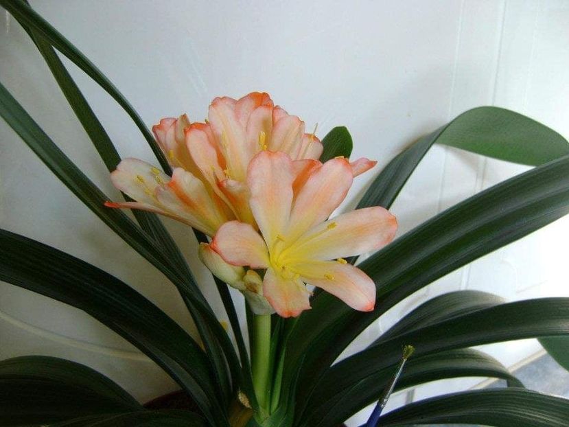 Clivia (2) - Achizitii 2021