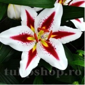 Crin Trogon (Lilium) - Achizitii 2021