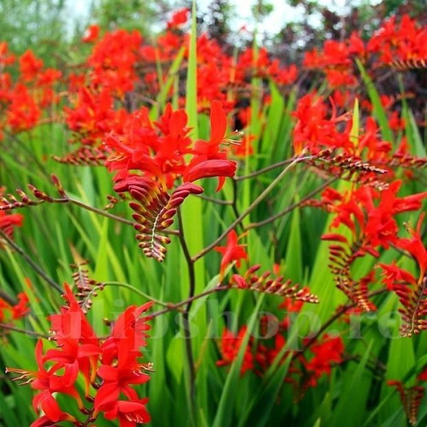 Crocosmia lucifer - Achizitii 2021