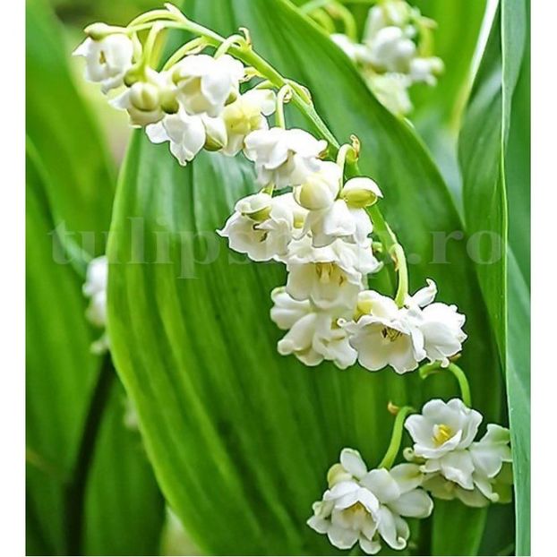 Lacramioare Duble Prolificans (Convallaria) - Achizitii 2021