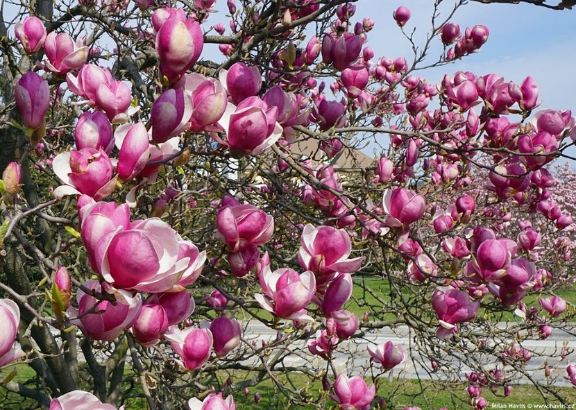 Magnolia sou. Rustica Rubra - Achizitii 2021