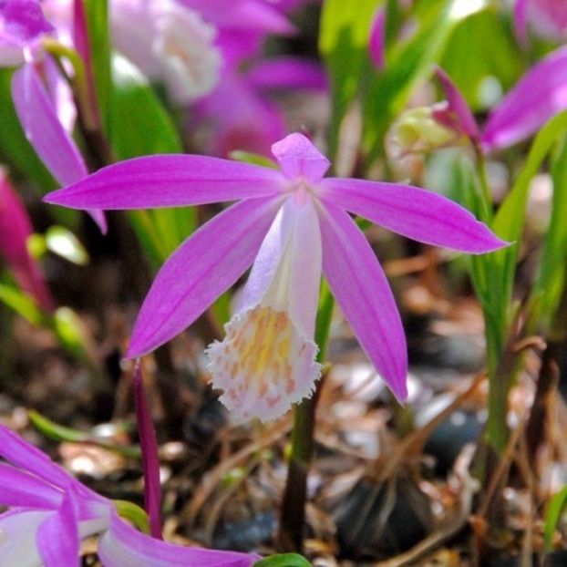 Pleione Formosana (Orhidee) - Achizitii 2021