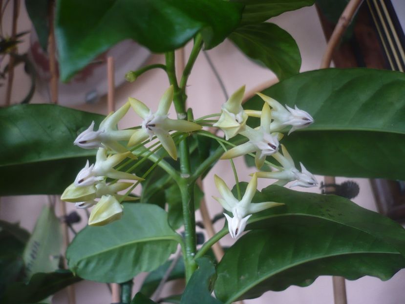 26.03,2021 - HOYA 2021-1