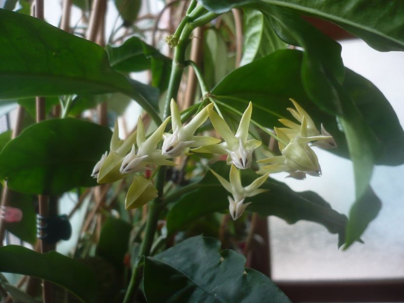 P1470515 - HOYA 2021-1