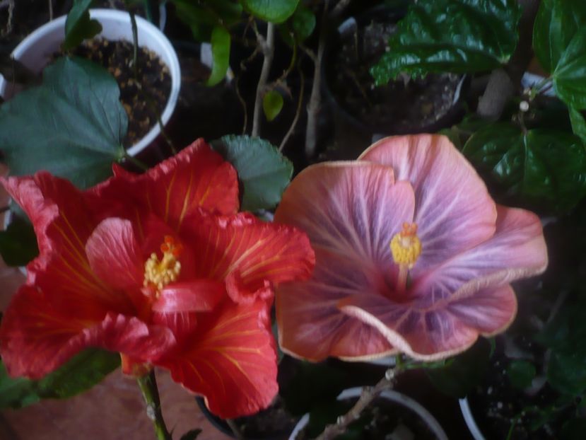P1470504 - HIBISCUSI 2021-1