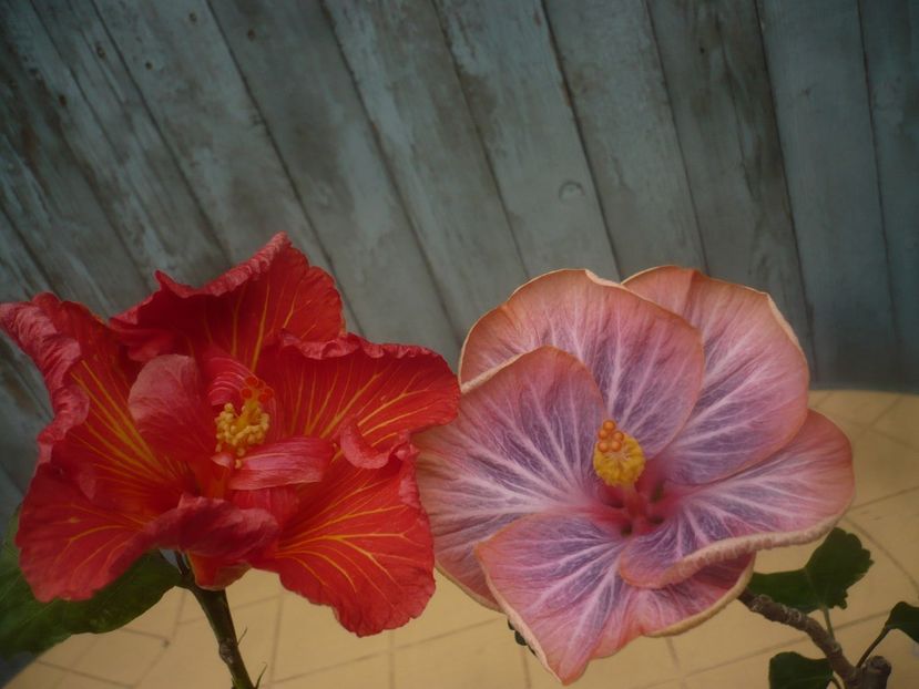 P1470509 - HIBISCUSI 2021-1