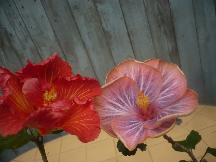 P1470510 - HIBISCUSI 2021-1