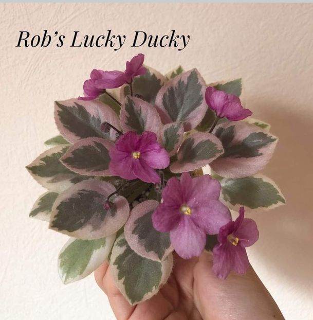 Poza net - Rob s Lucky Ducky