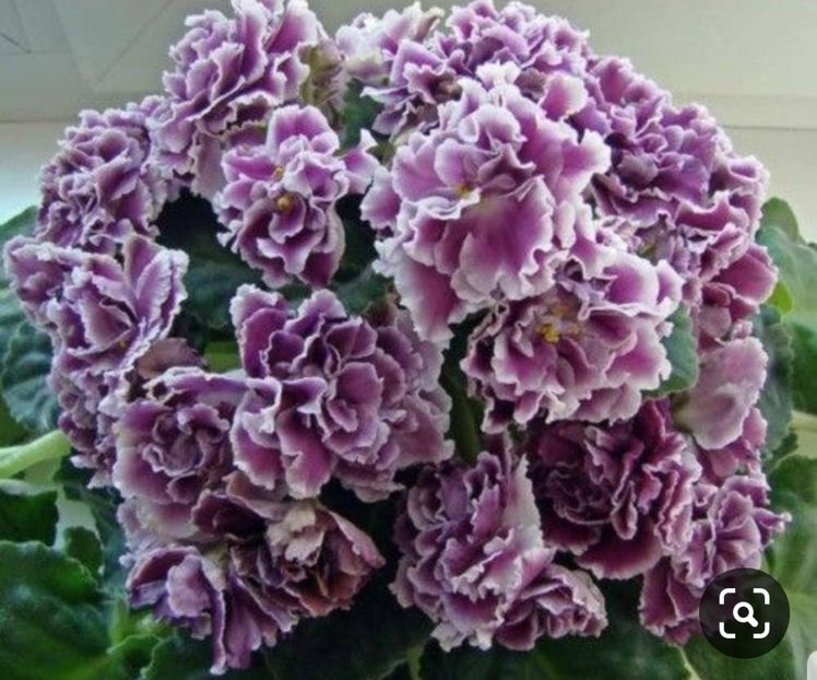 Poza net - RS Duchess