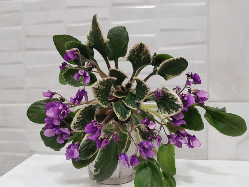 26.03.2021 - Senk s Merlot