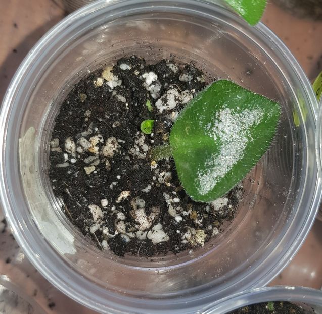 10.05.2020 - Sensational Sandra