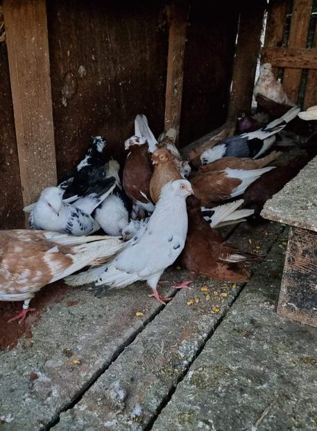 received_857847448094952 - 5-Jucatori de Amara