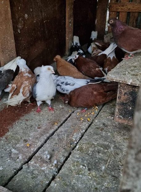 received_781255892493014 - 5-Jucatori de Amara