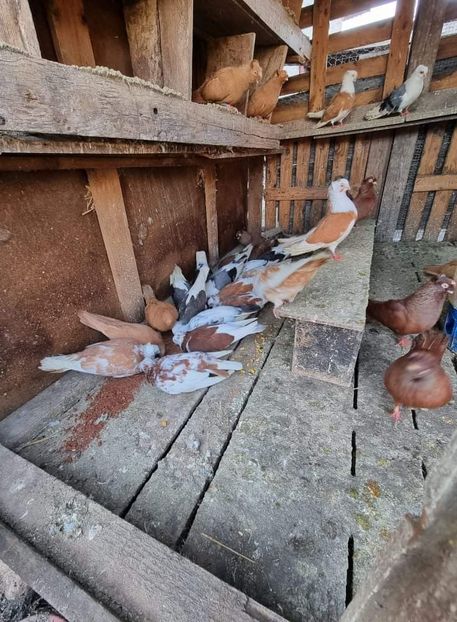 received_2214959282005606 - 5-Jucatori de Amara