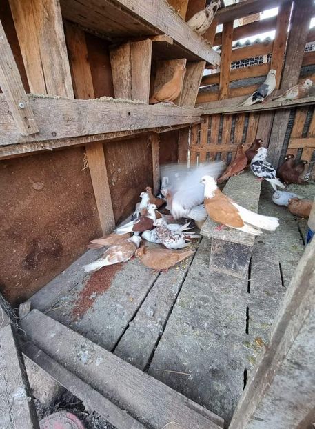 received_502471487798699 - 5-Jucatori de Amara