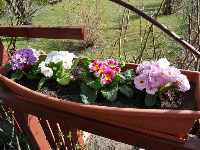  - 2021 - 01 - Primavara