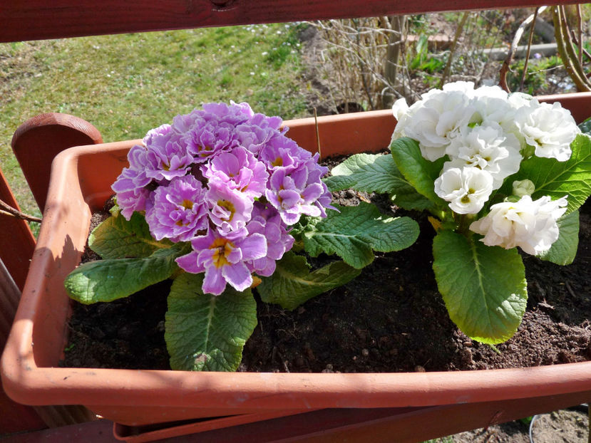  - 2021 - 01 - Primavara