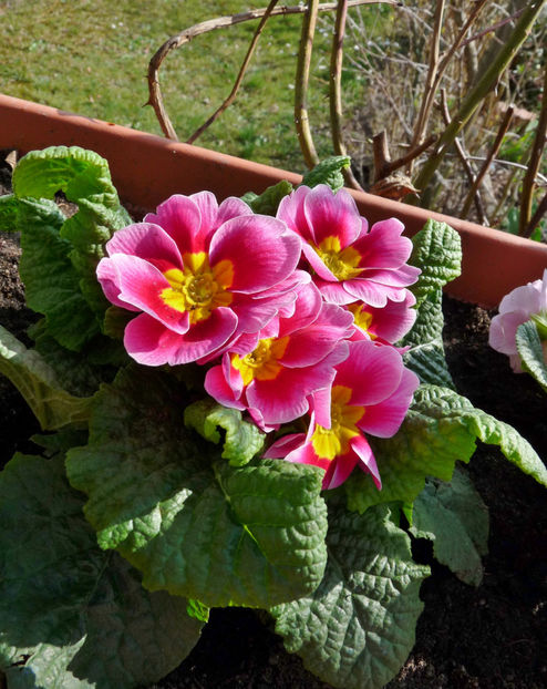  - 2021 - 01 - Primavara