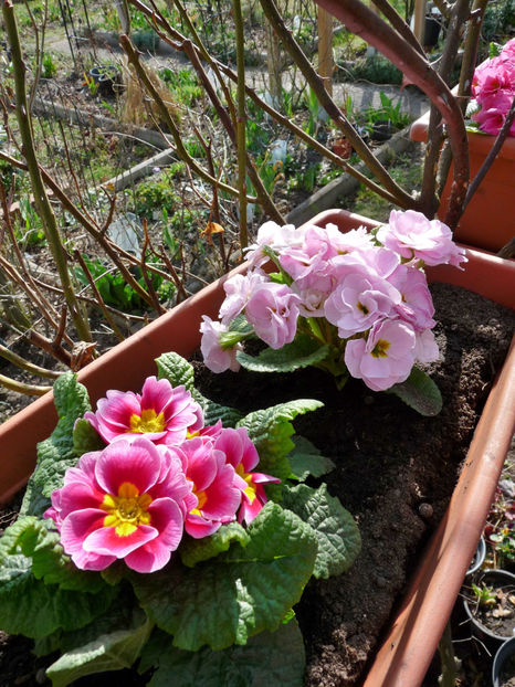  - 2021 - 01 - Primavara