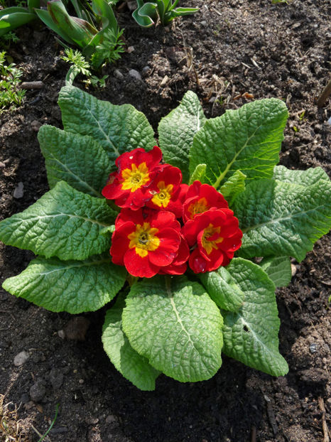  - 2021 - 01 - Primavara