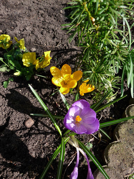  - Crocusi - Branduse