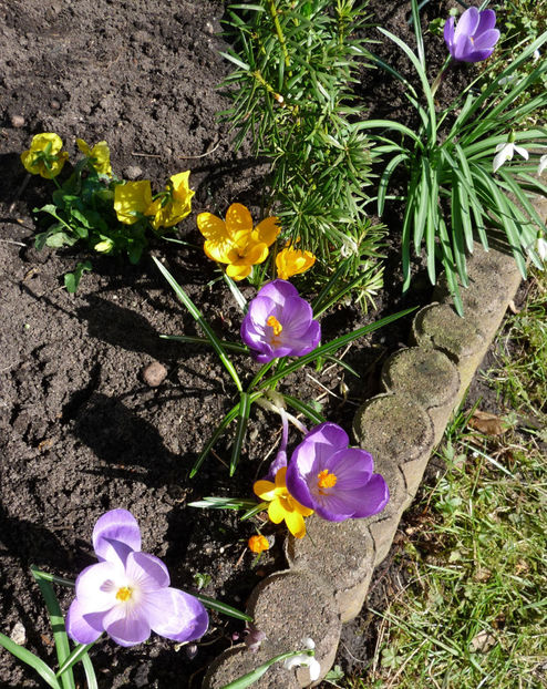 2021 - Crocusi - Branduse