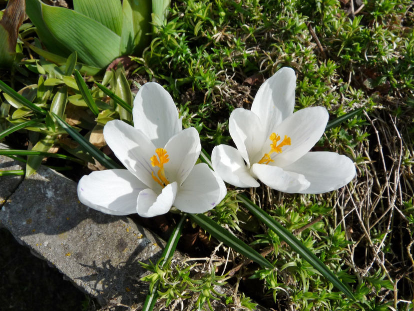  - Crocusi - Branduse