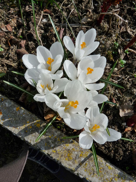  - Crocusi - Branduse