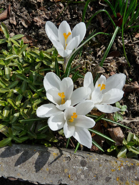  - Crocusi - Branduse