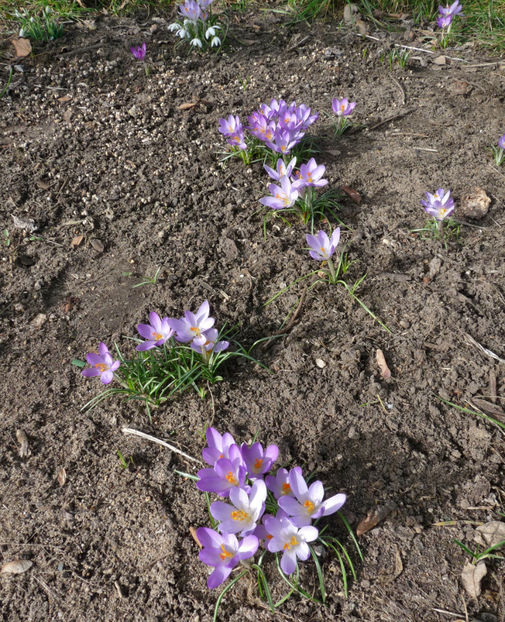  - Crocusi - Branduse