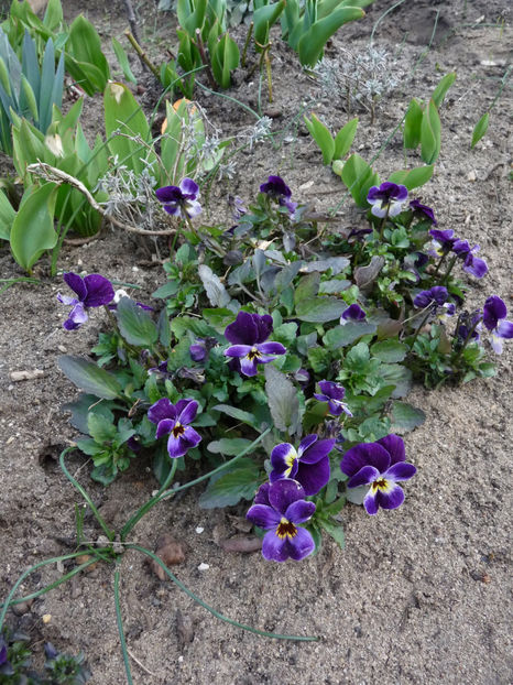  - 2021 - 01 - Primavara