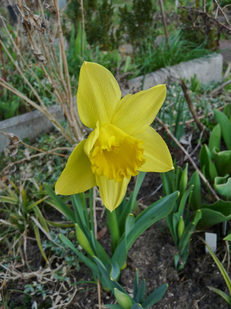  - 2021 - 01 - Primavara