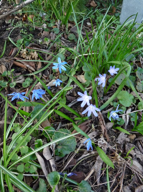  - 2021 - 01 - Primavara