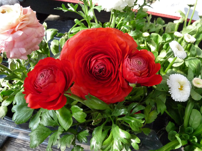  - 2021 - 01 - Primavara