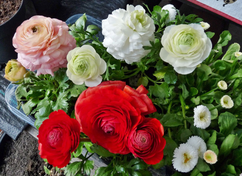  - 2021 - 01 - Primavara