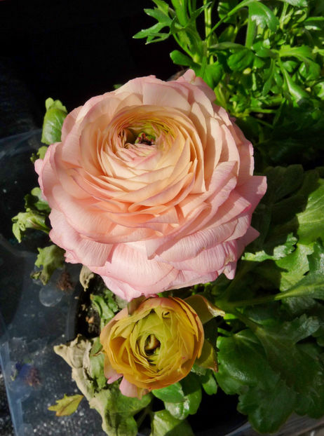  - 2021 - 01 - Primavara