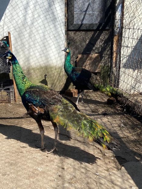 06DFB148-2467-4B24-917C-9DE656F5A3A0 - Pauni