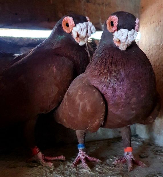  - GROUP FACEBOOK -BARB-CARUNCULAT-PIEGONS-