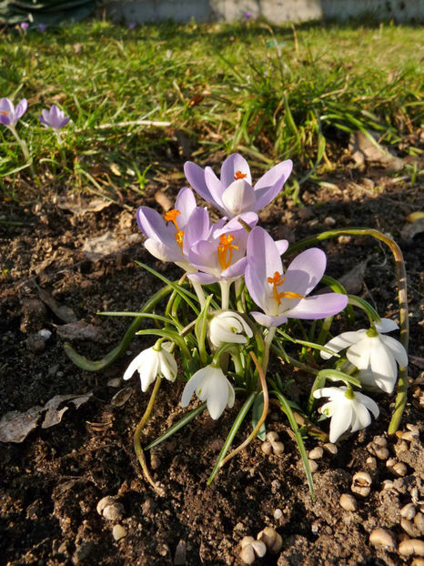  - Crocusi - Branduse