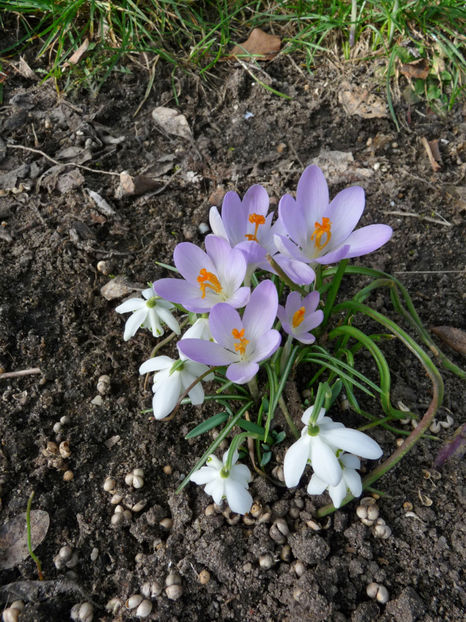  - Crocusi - Branduse