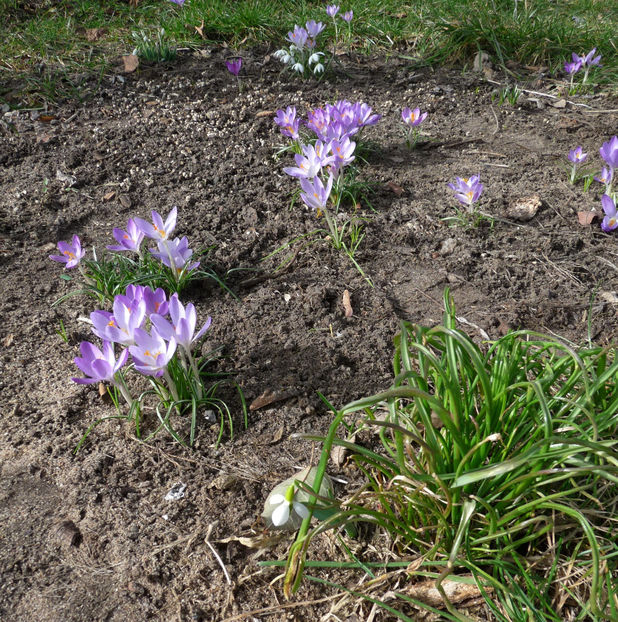  - Crocusi - Branduse