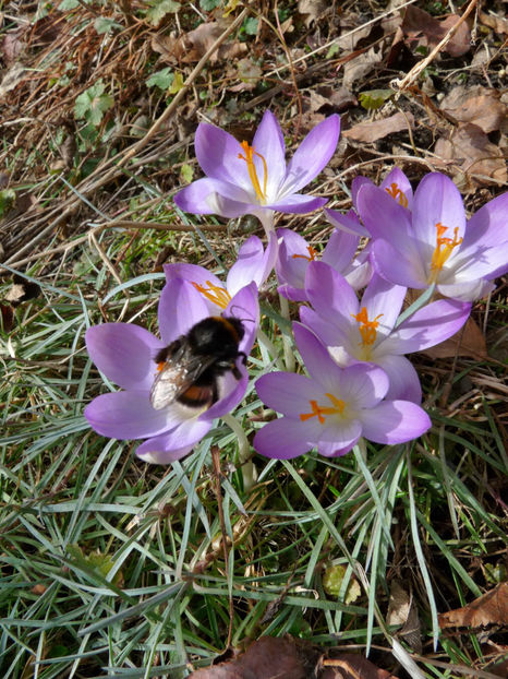  - Crocusi - Branduse