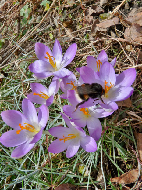  - Crocusi - Branduse