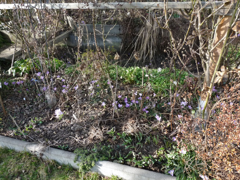  - Crocusi - Branduse