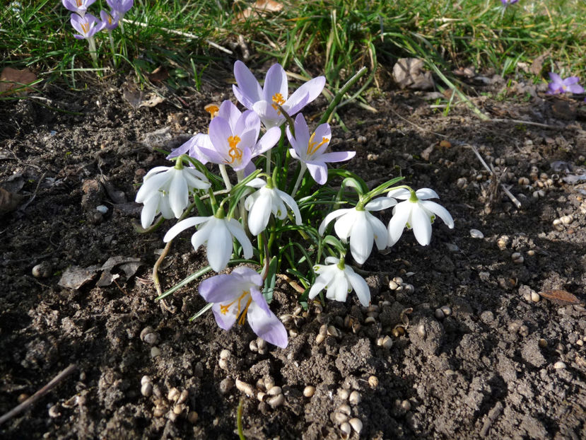  - Crocusi - Branduse