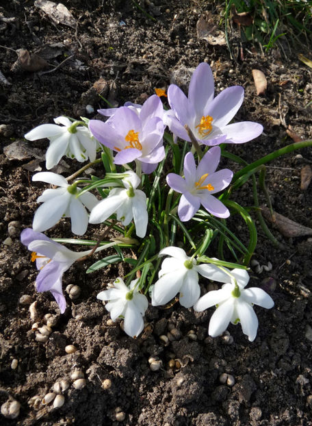  - Crocusi - Branduse